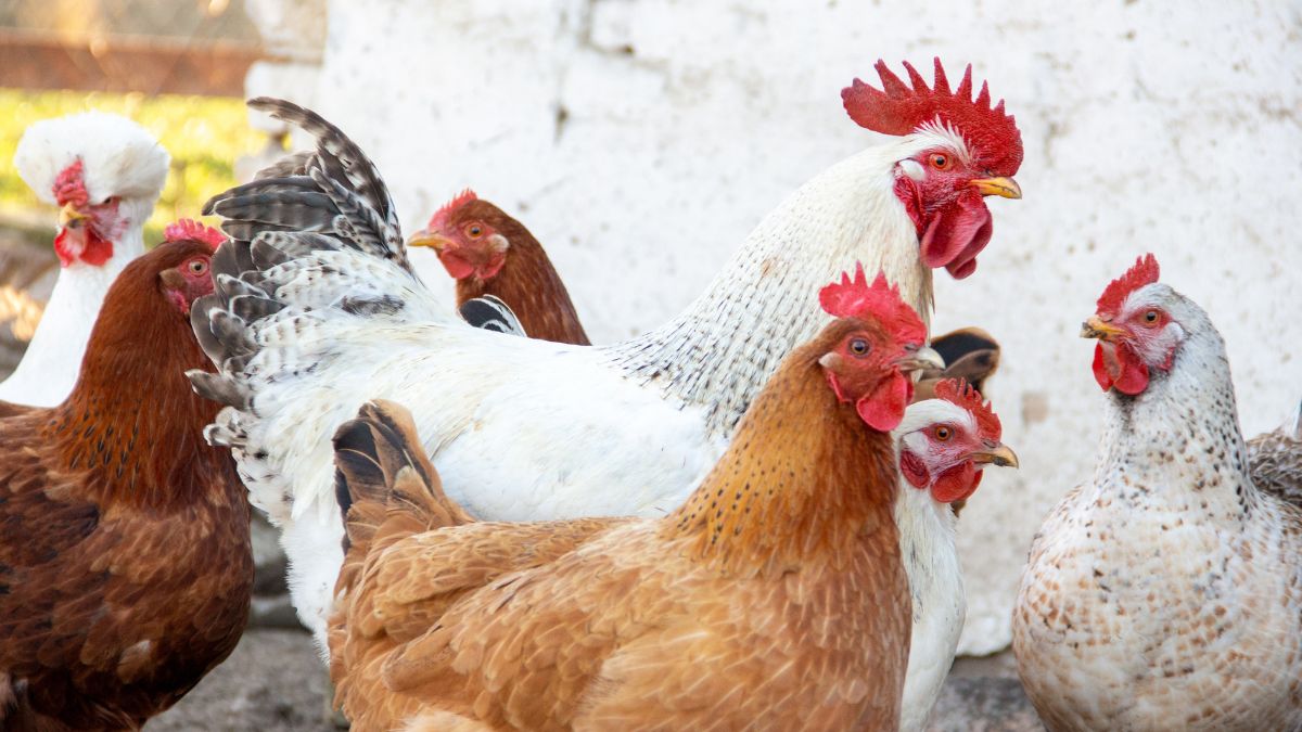 1st In The Food Industry, A Lab-Grown Chicken From Israel Receives Kosher Certification