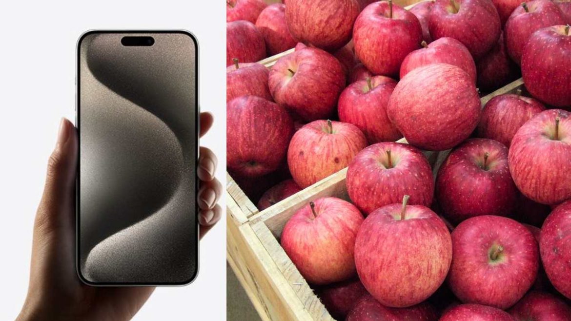 While World Is Going Crazy Over Apple iPhone 15, World's Most Expensive Apples Cost ₹10K Per Kg