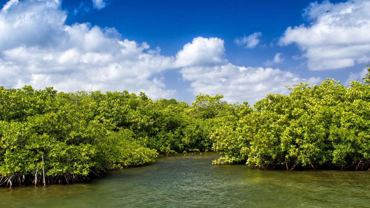 CIDCO To Hand Over 40 Lakh Mangroves To Forest Dept By Oct 30; Will Help In Its Conservation