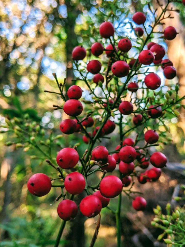 Yaupon Tea 1_11zon