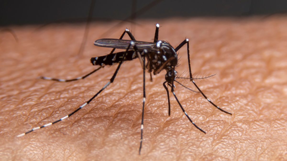 Delhi Faces Dengue Outbreak. 3000 Cases Recorded To Date; Here’s How You Can Prevent This Fever