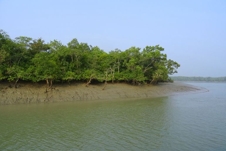 CIDCO mangroves