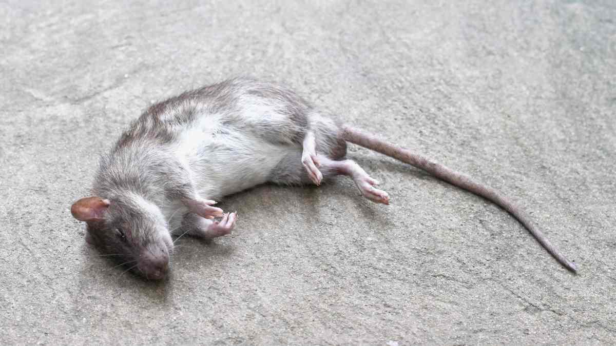 dead rat bengaluru bandh