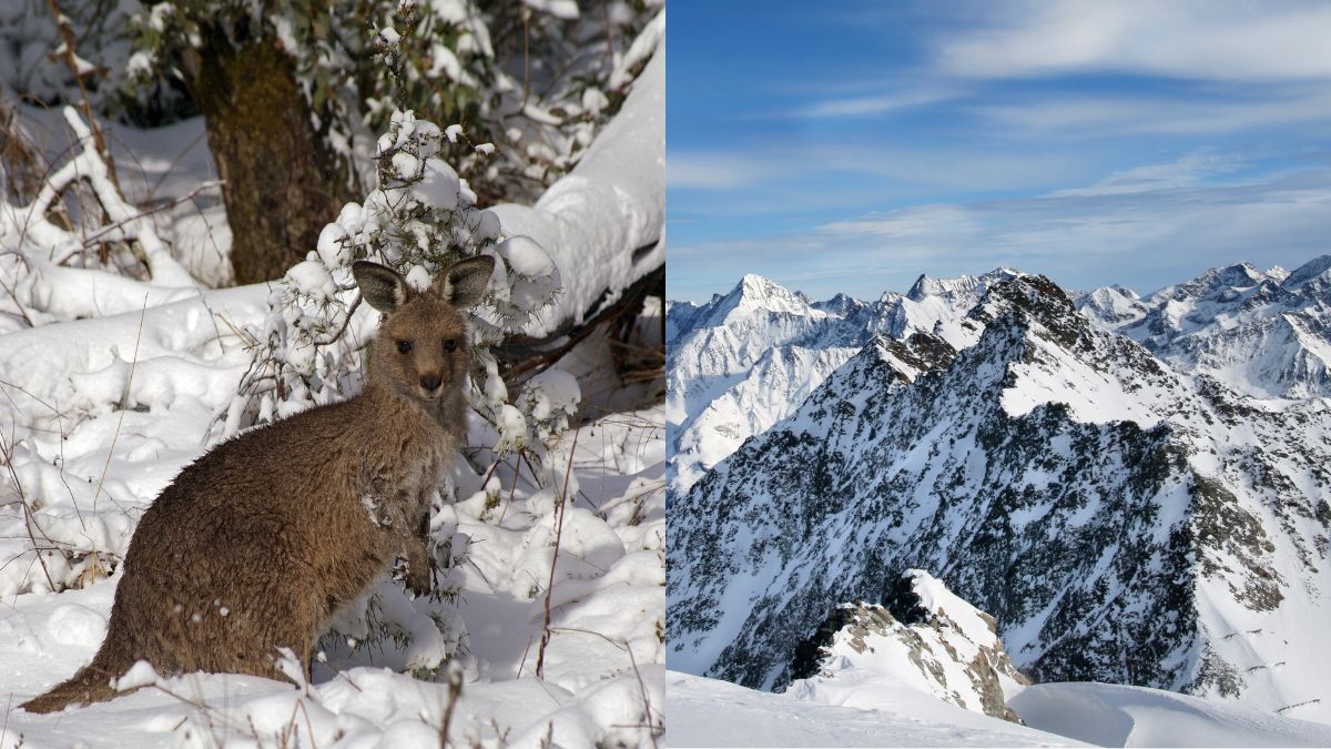 Did You Know The Australian Alps Get More Snow Than The Swiss Alps? Here’s Why