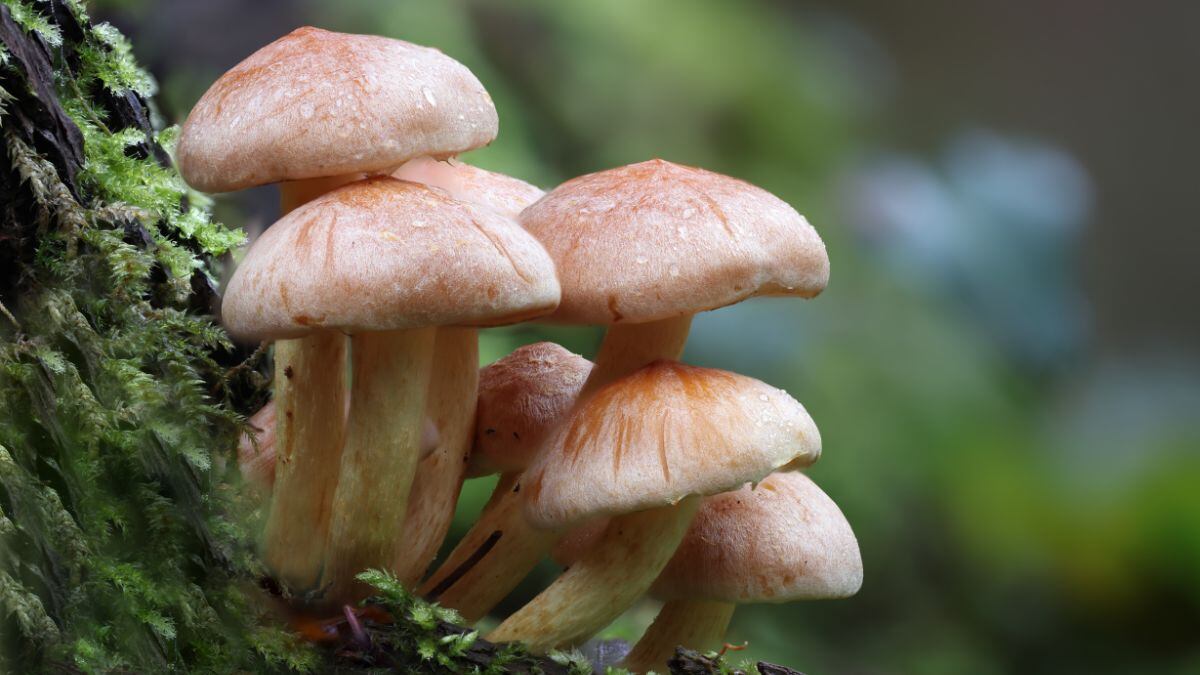 Can Microdosing Of Mushrooms Help In Mental Illnesses Treatment? Study Reveals The Answer