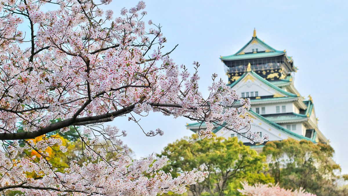 8 Places In The World To Witness The Beauty Of Cherry Blossoms In Wintertime!