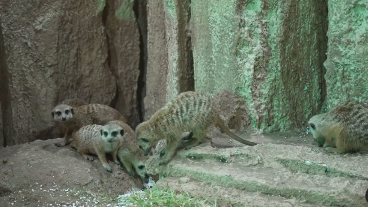 Did You Hear? There’s An Indoor Zoo Open In Jeddah For A Limited Period Of Time!