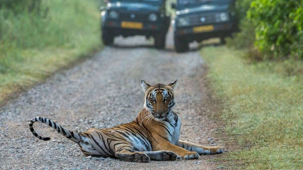 Uttarakhand’s Corbett Tiger Reserve Open Its Doors To Visitors; These Zones Are Open Now