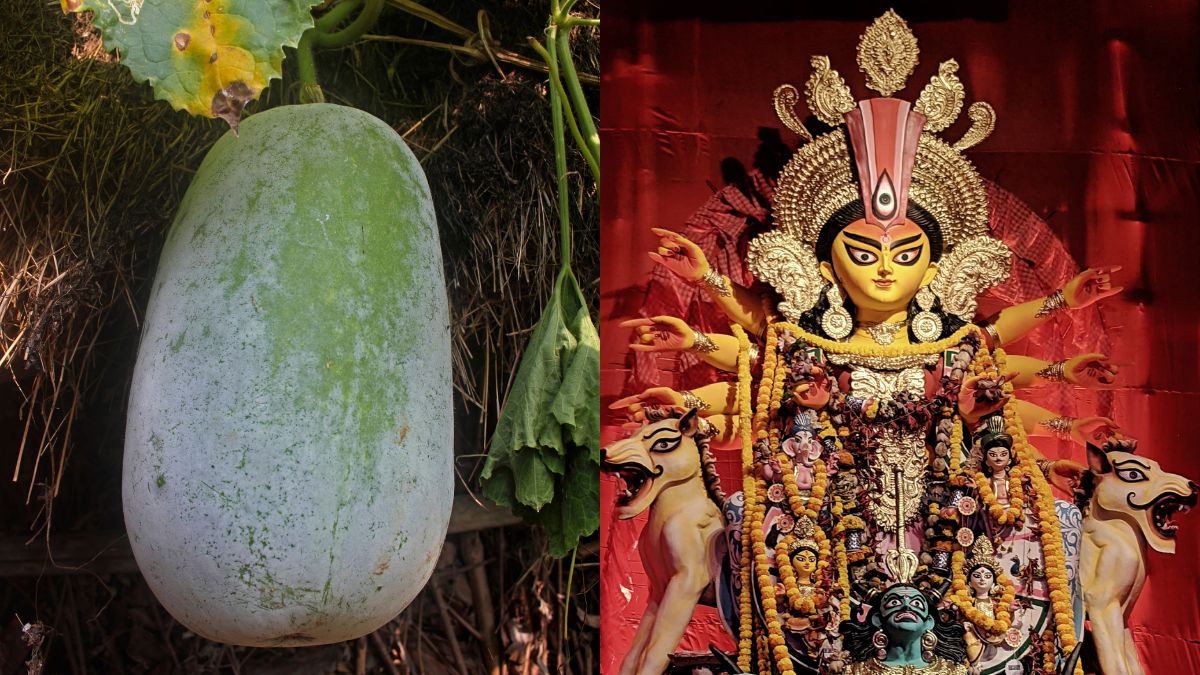 Durga Puja And Ash Gourd: How This Vegetable Became A Sacrificial Offering To Maa