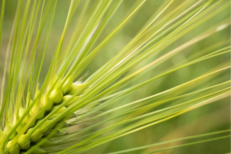 Navratri Why Is Jware/ Barley Cultivated During Navratri? Significance