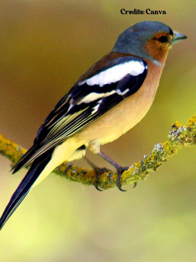 8 Best Places In The World Bird Watching Enthusiasts Must Flock To