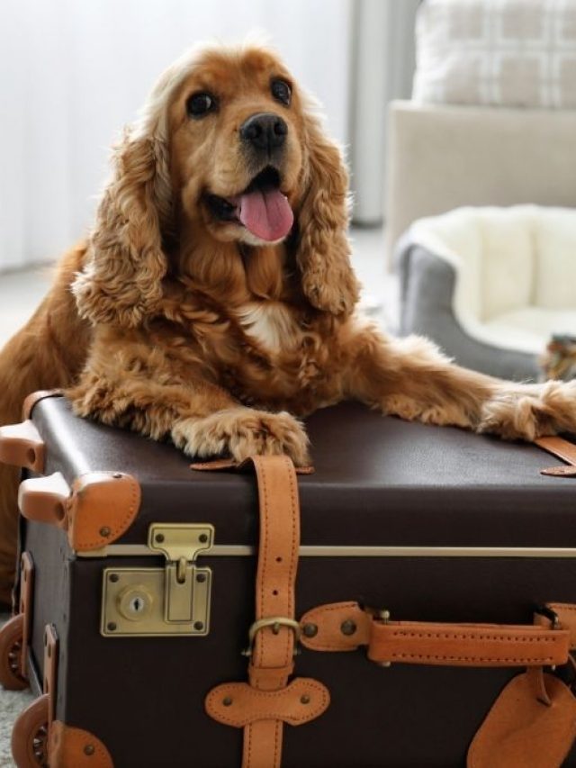 6 Tips To Follow If You’re Travelling With Your Pet Via Train