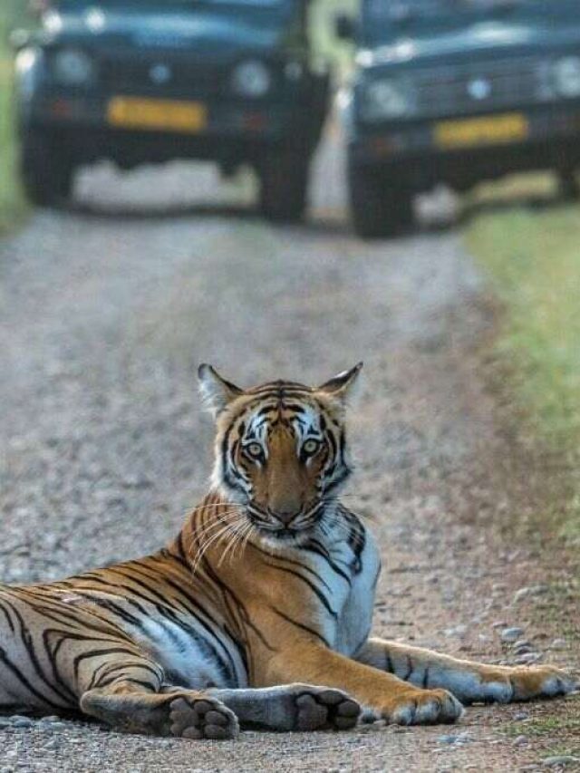 5 Jungle Safaris That Are 5- 6 Hrs From Delhi For Long Weekend