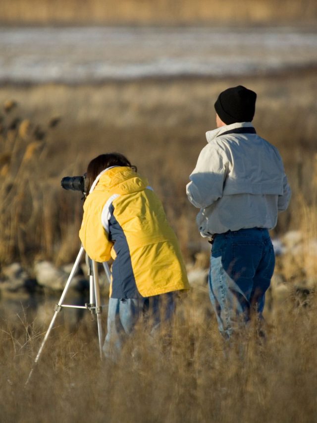 birdwatching india
