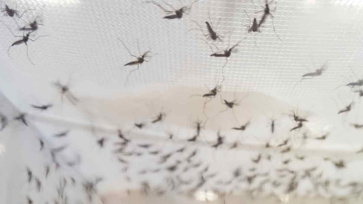 Mexican Plane mosquitoes
