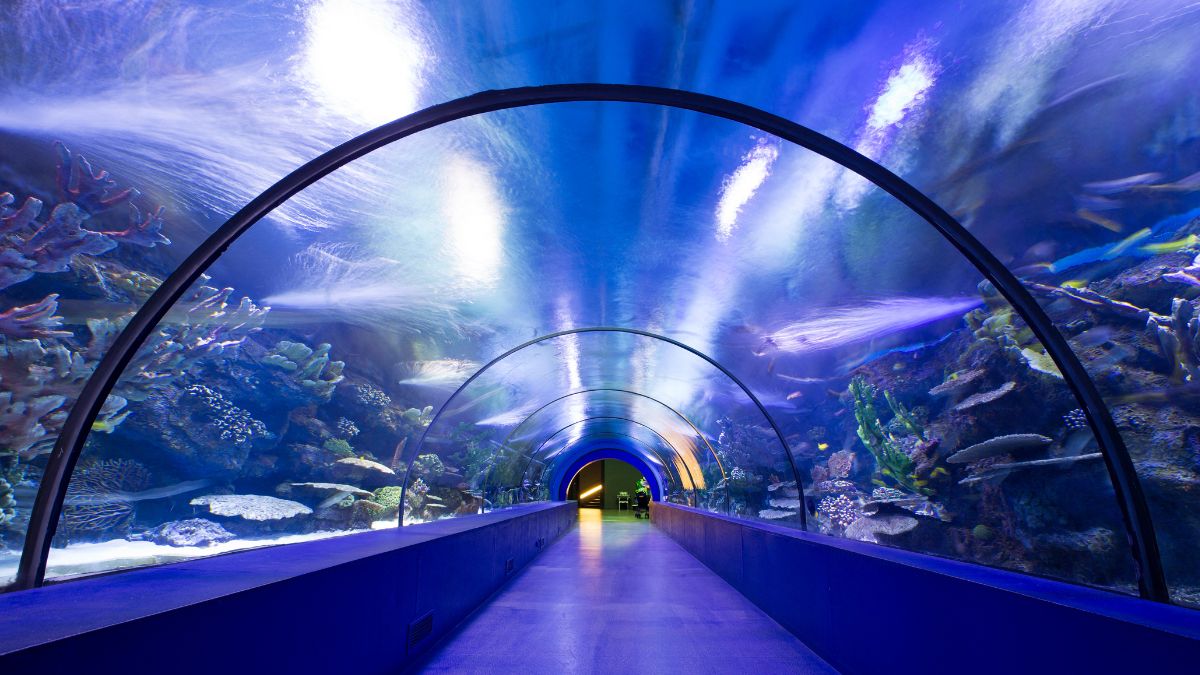 Dubai’s Under Water Fish Tunnel Aquarium Comes To Mumbai; Entry Fees is Just ₹100