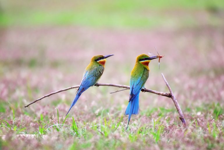 Blue-Tailed Bee-Eater