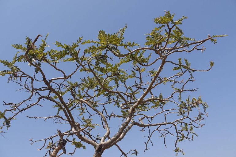 Salai tree