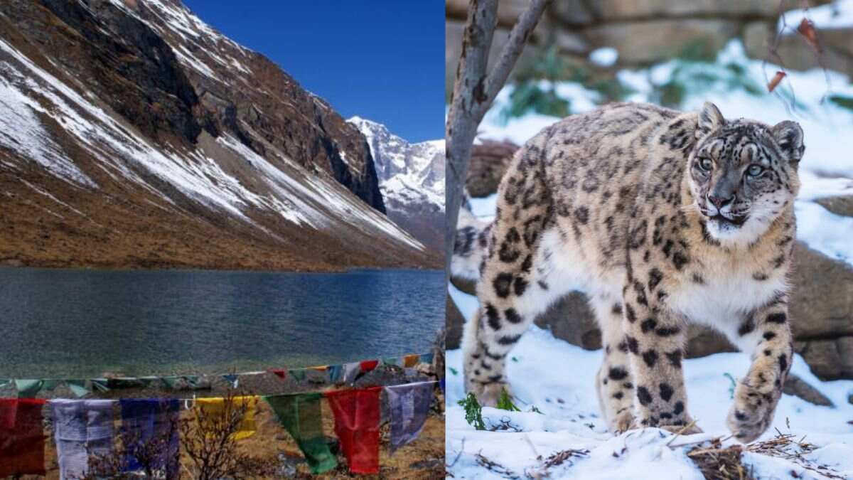 Want A Glimpse Of Himalaya’s Snow Leopard? Visit Bhutan’s Hidden Gem, Jigme Dorji National Park