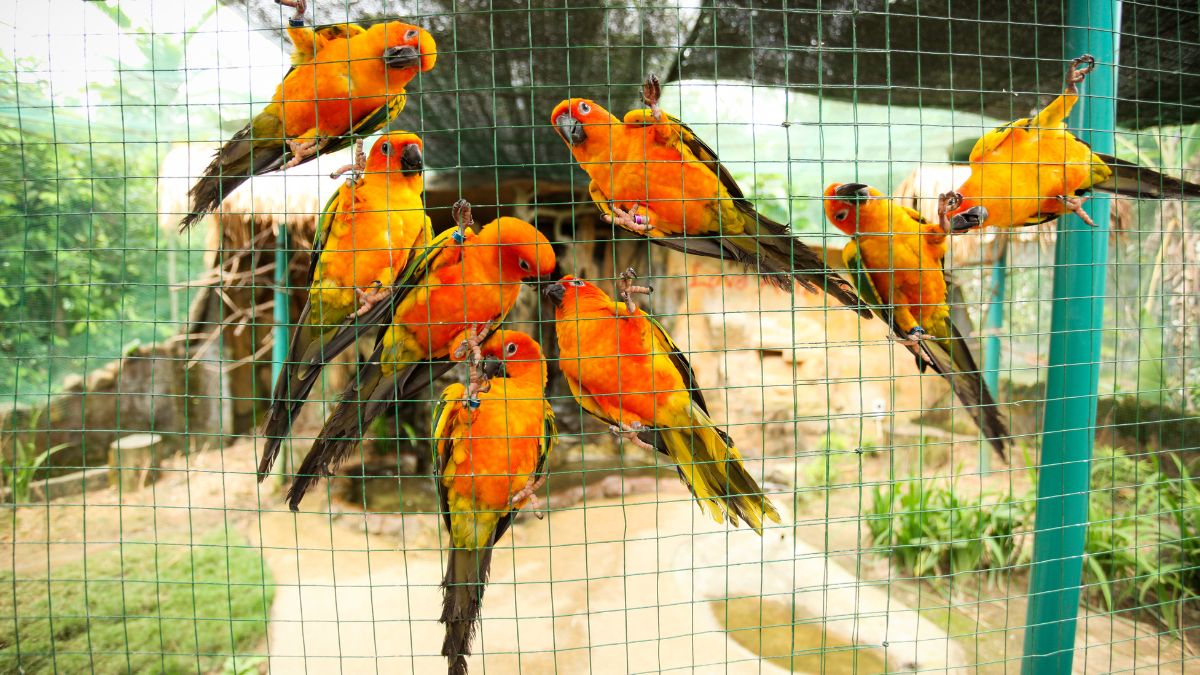 BMC Plans To Soon Set Up Aviary At Nahur In Mulund; Will Be An Extension To Byculla Zoo Aviary