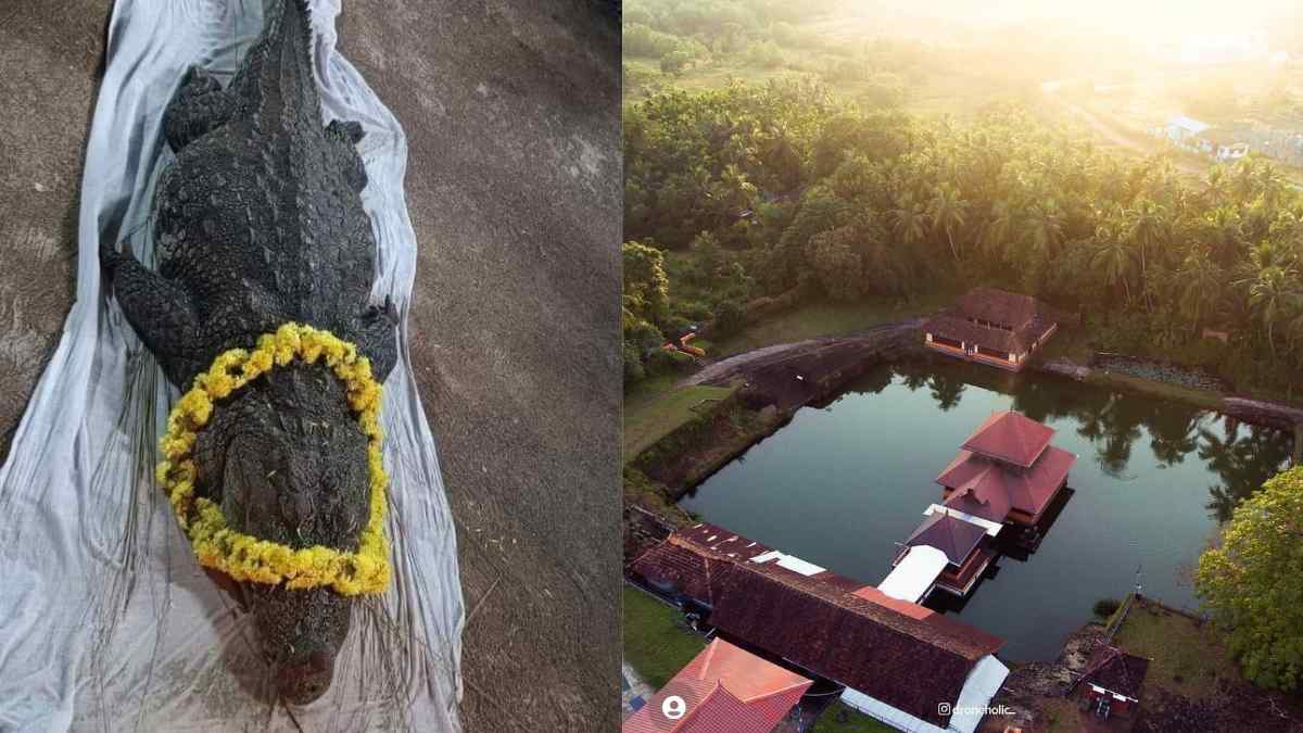 A Year After Babiya’s Death, New Crocodile Appears At Kerala’s Ananthapura Lake Temple