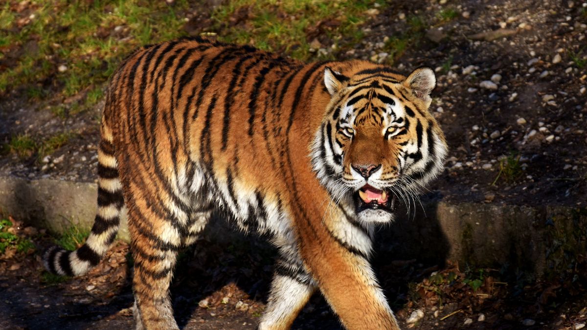 Tadoba Tiger Travels Across 4 States & 2,000 Km To Reach Odisha; Oh, The Wanderlust!