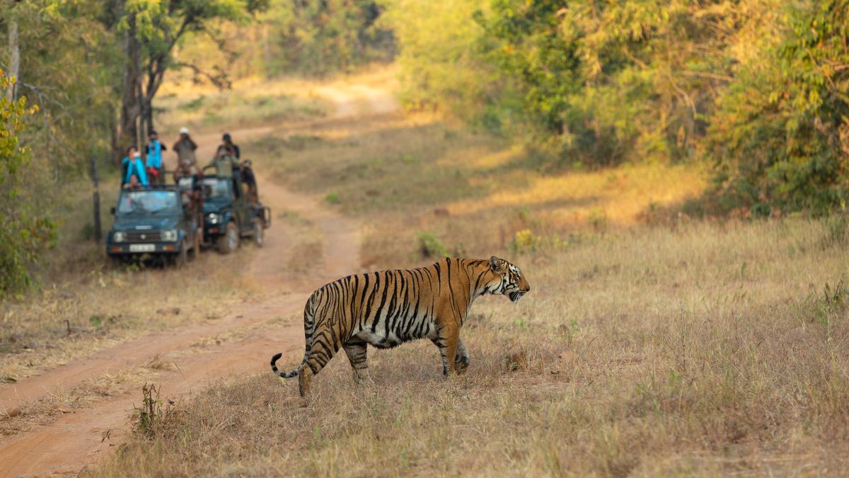 Madhya Pradesh To Get New & Largest Tiger Reserve Stretching Across 2,300 Sq. Km; All About It