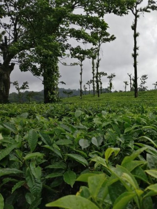 7 Things You Must Do In Coorg, Karnataka