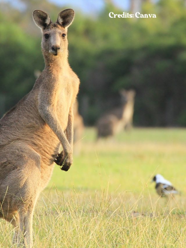Kangaroo Australia