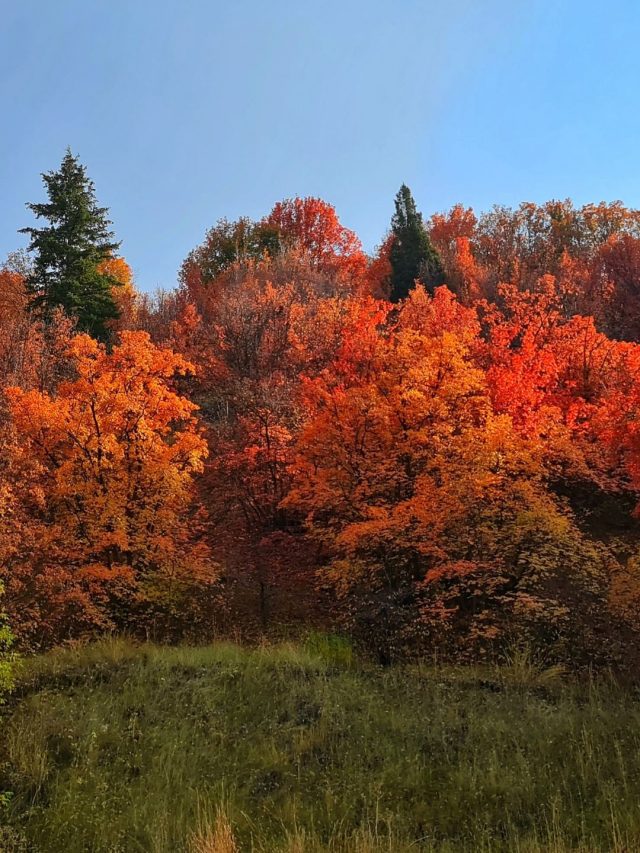 fall foliage 2