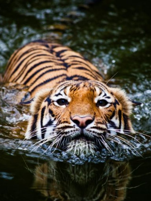 5 Best Wildlife Parks To Visit In Karnataka In The Monsoon