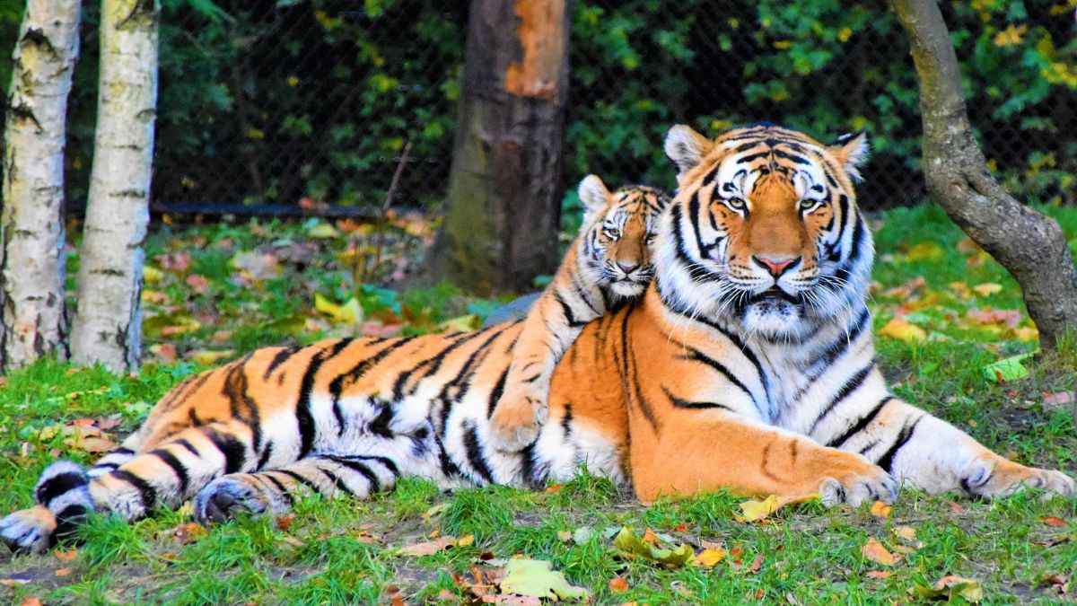 karnataka tiger safari