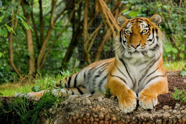 karnataka tiger safari zone