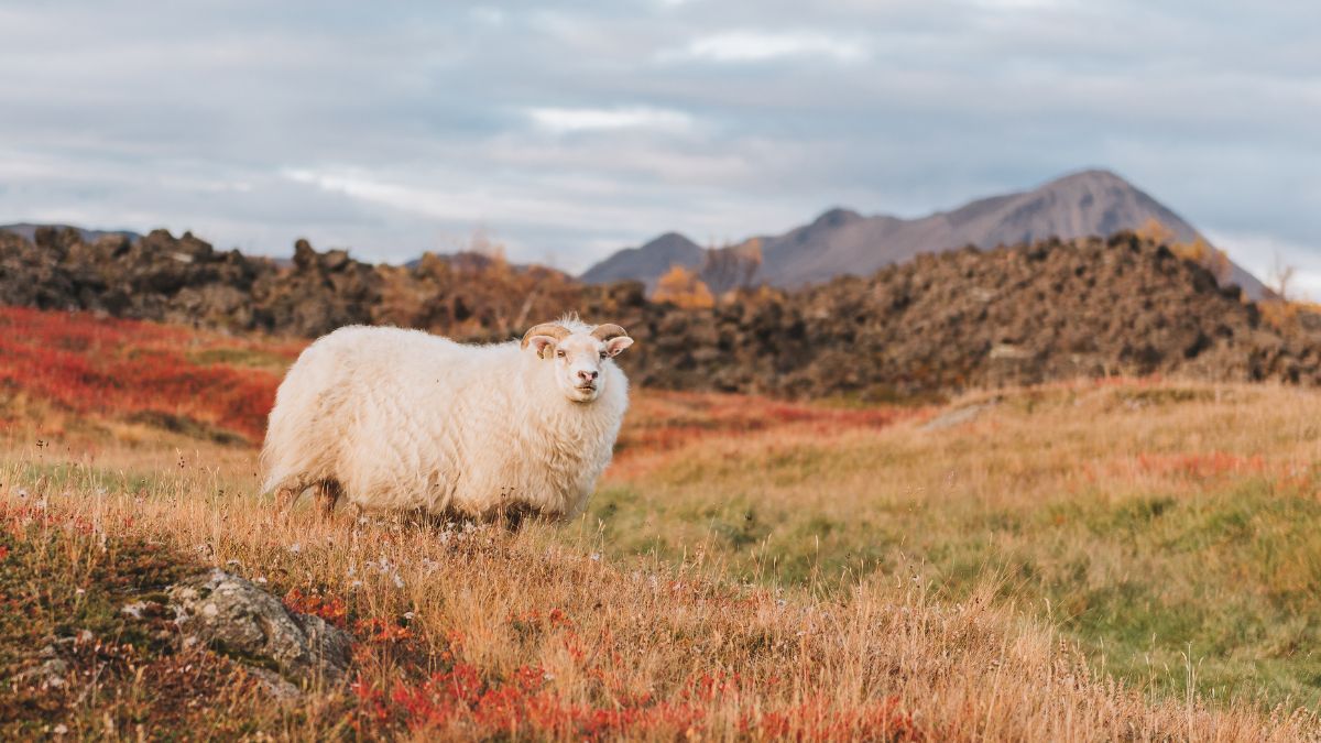 Stranded At A Cliff For 2 Yrs, Animal Lovers Start Online Petition To Rescue Britain’s Loneliest Sheep