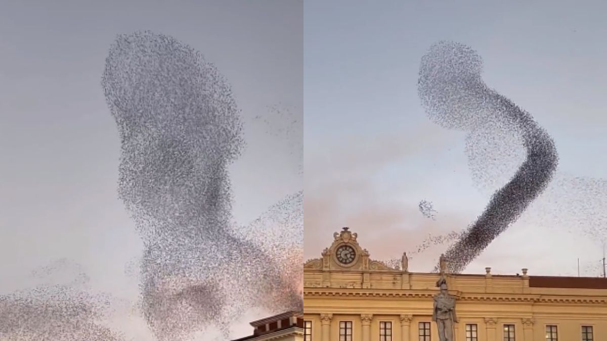 Rome Skies Played Host To Beautiful Starling Murmuration; What Are They And Why Do They Form?