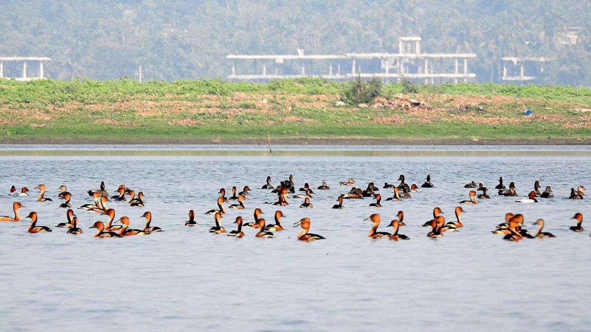 Where To Travel In 2024: Head To Assam’s Birdwatcher’s Paradise, Deepor Beel