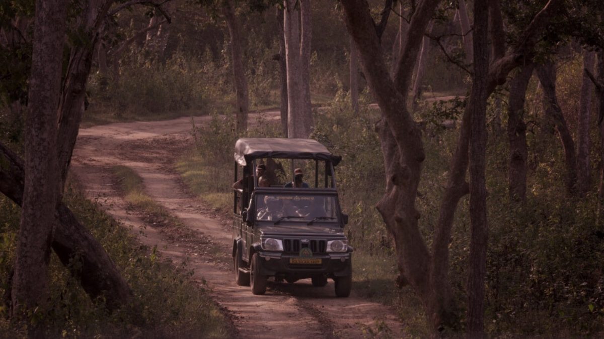 From Safari To Avian Wonders, Bandipur’s Wildlife Adventures Unfold At This Lodge In Karnataka