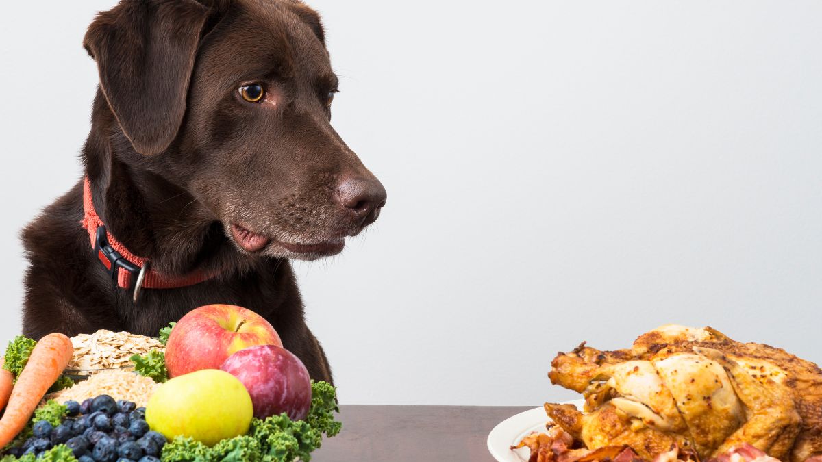 Pet Experts Reveal Christmas Foods That You Must Avoid Feeding Your Pets This Festive Season