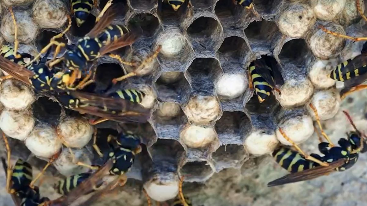 Ecologists In Abu Dhabi Discover 8 New Species Of Digger Wasps! Here’s All About It