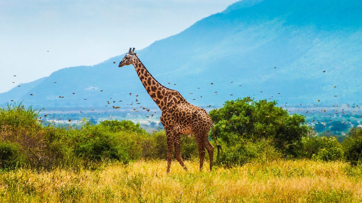 6 Wonderful Safaris To Experience In Kenya, Now That It Will Be Visa-Free From 2024