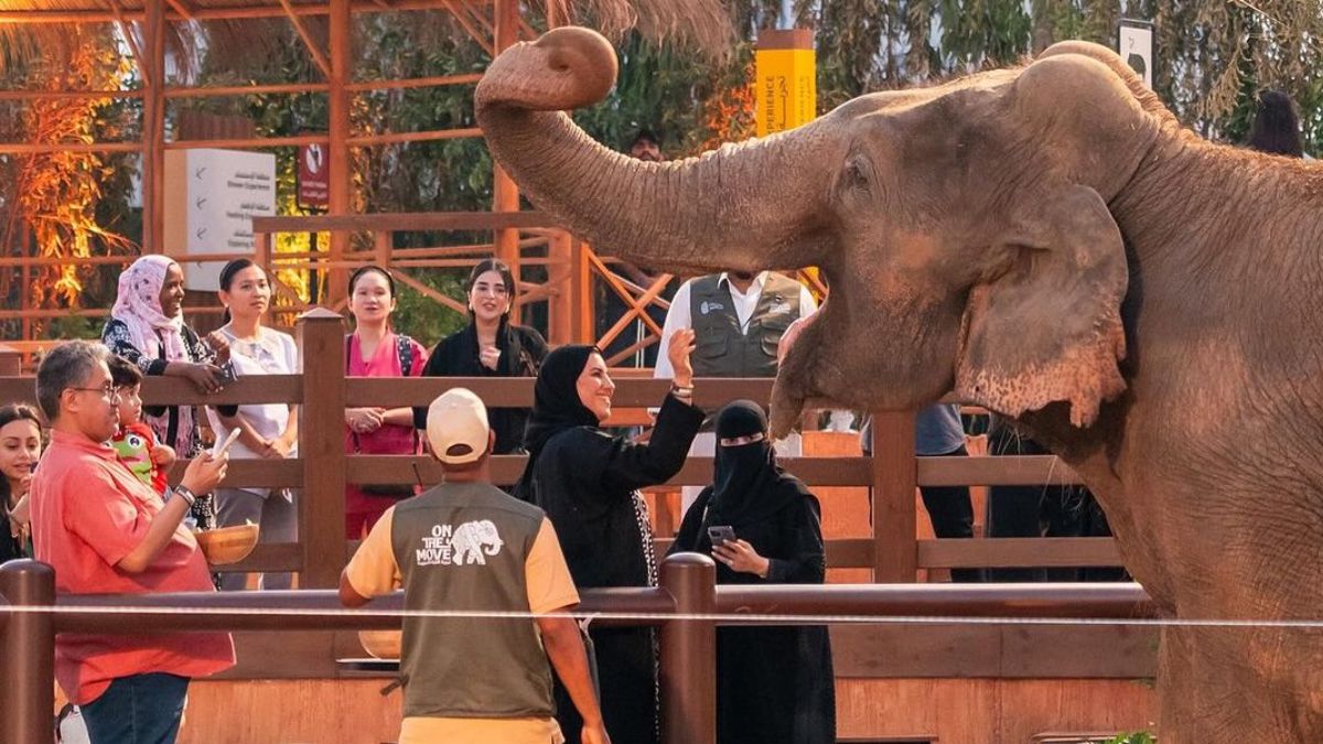 Jeddah: Explore Little Asia’s Enchanting Elephant Encounter At An Unbeatable SAR45