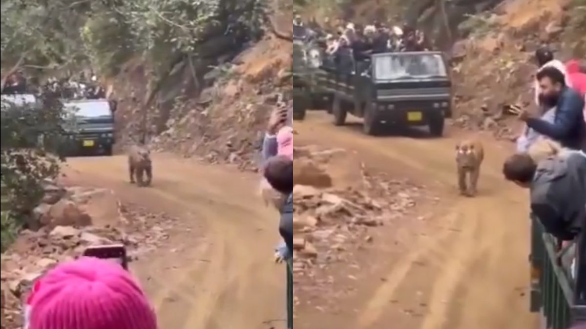 Video Of Indians Bounding A Tiger During Safari And Shouting At Him Reveals Truth About Tourism
