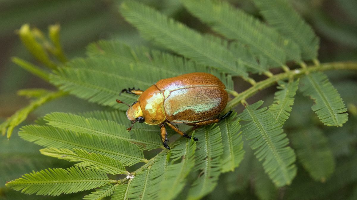 Christmas Beetles: What They Are, Why Are They Disappearing, Their Christmas Connection & More Inside