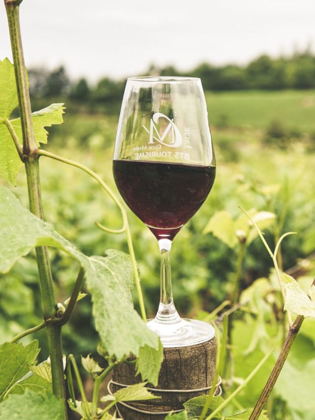 6 Underrated Wine Valleys In The World To Tour In 2024