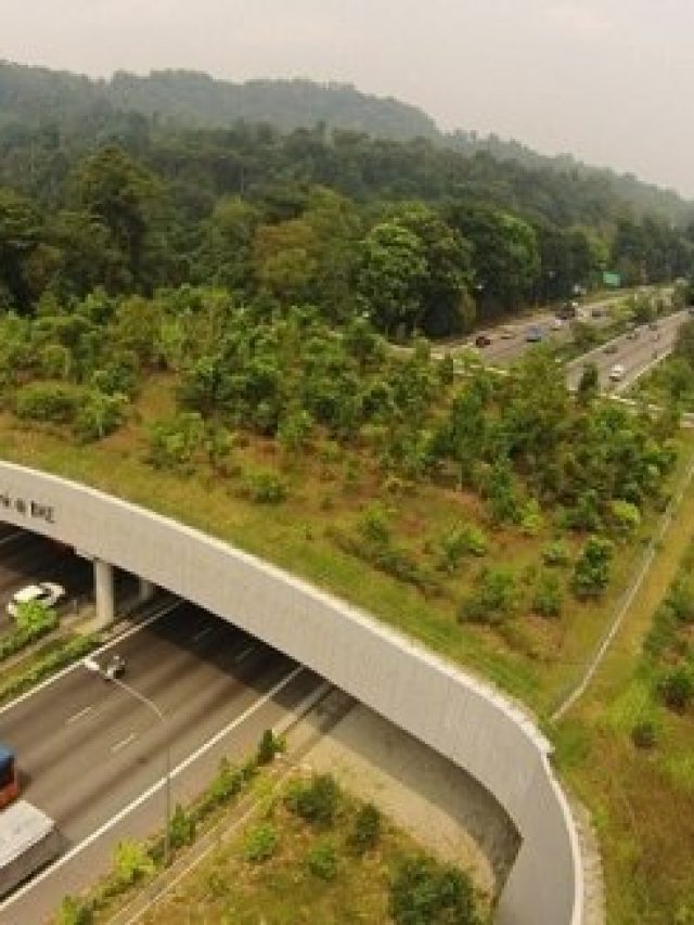 In Pics: 5 Animal Overpasses That Are Coming Up At The Delhi-Mumbai Expressway