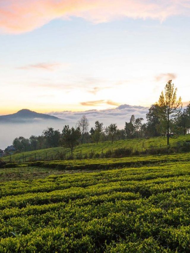 6 Places That Make Up The Nilgiri District