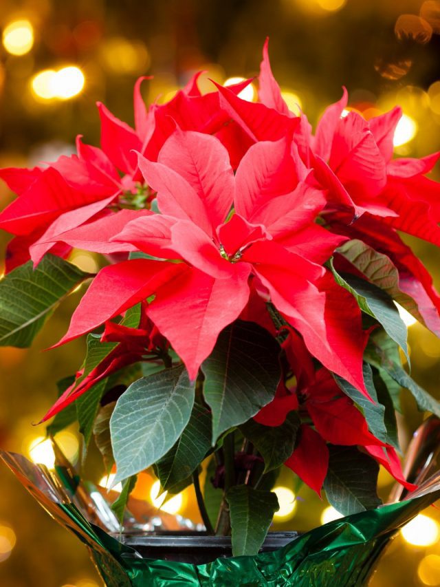 Poinsettia Plant: Used In Christmas Decorations, This Indigenous Plant Also Has Health Benefits!