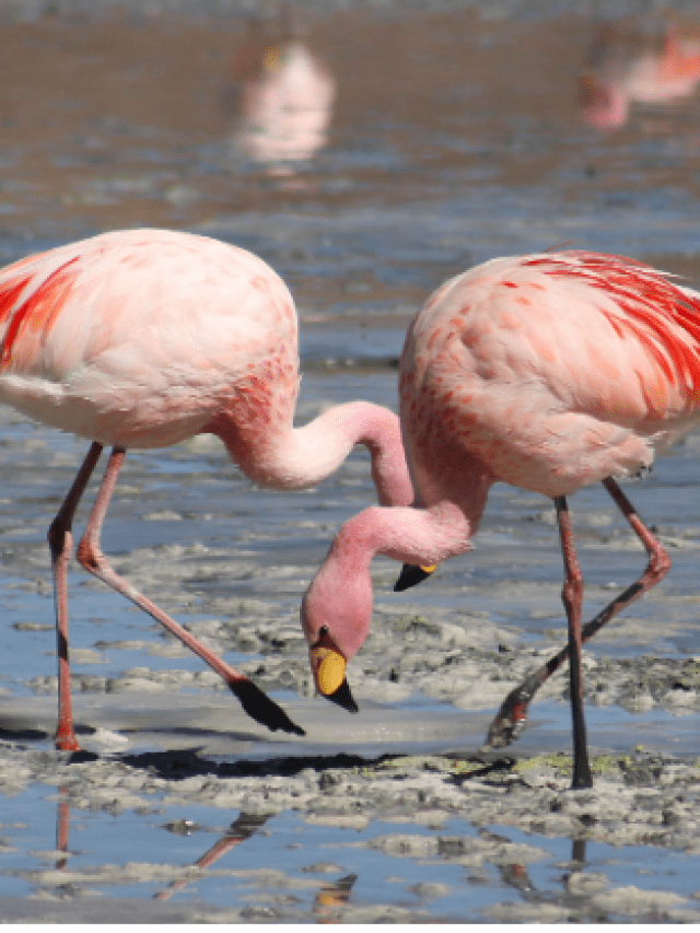 5 Migratory Birds That Come To India & Are A Delight To Watch