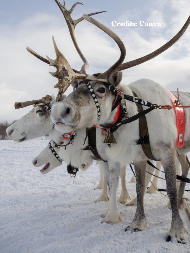 8 Things You Need To Know About Christmas In Lapland, Finland
