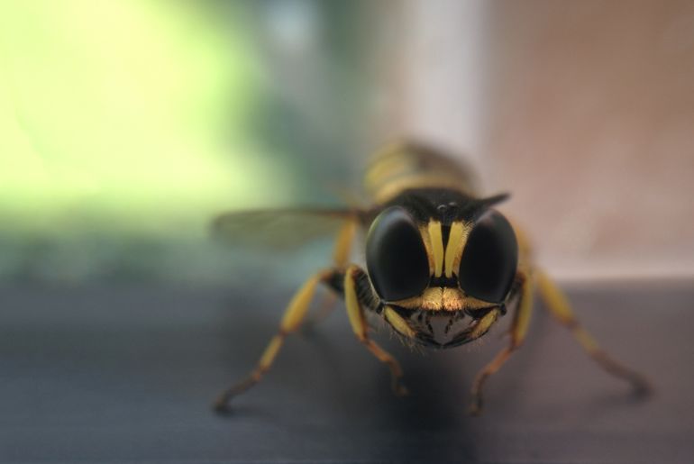 digger wasps